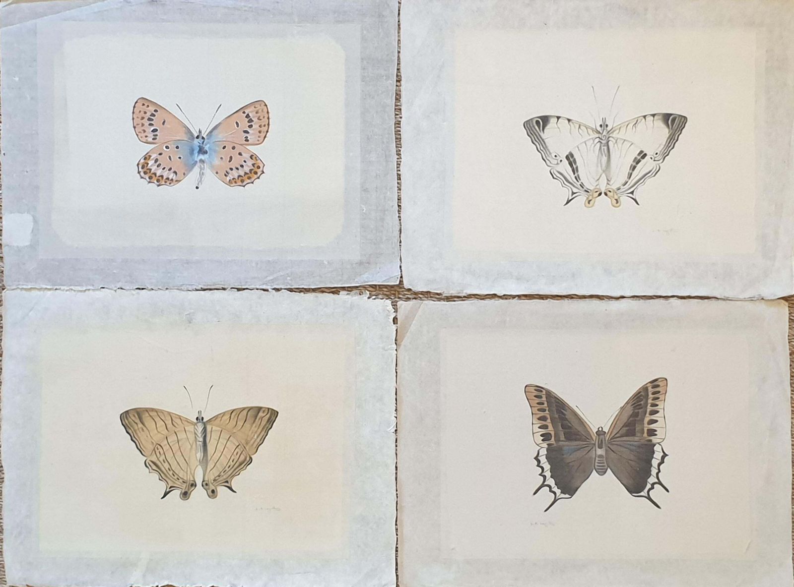 La Roche Laffitteset Of Four Butterflies. French Watercolours On Silk Laid On Handmade Paper. photo furniture