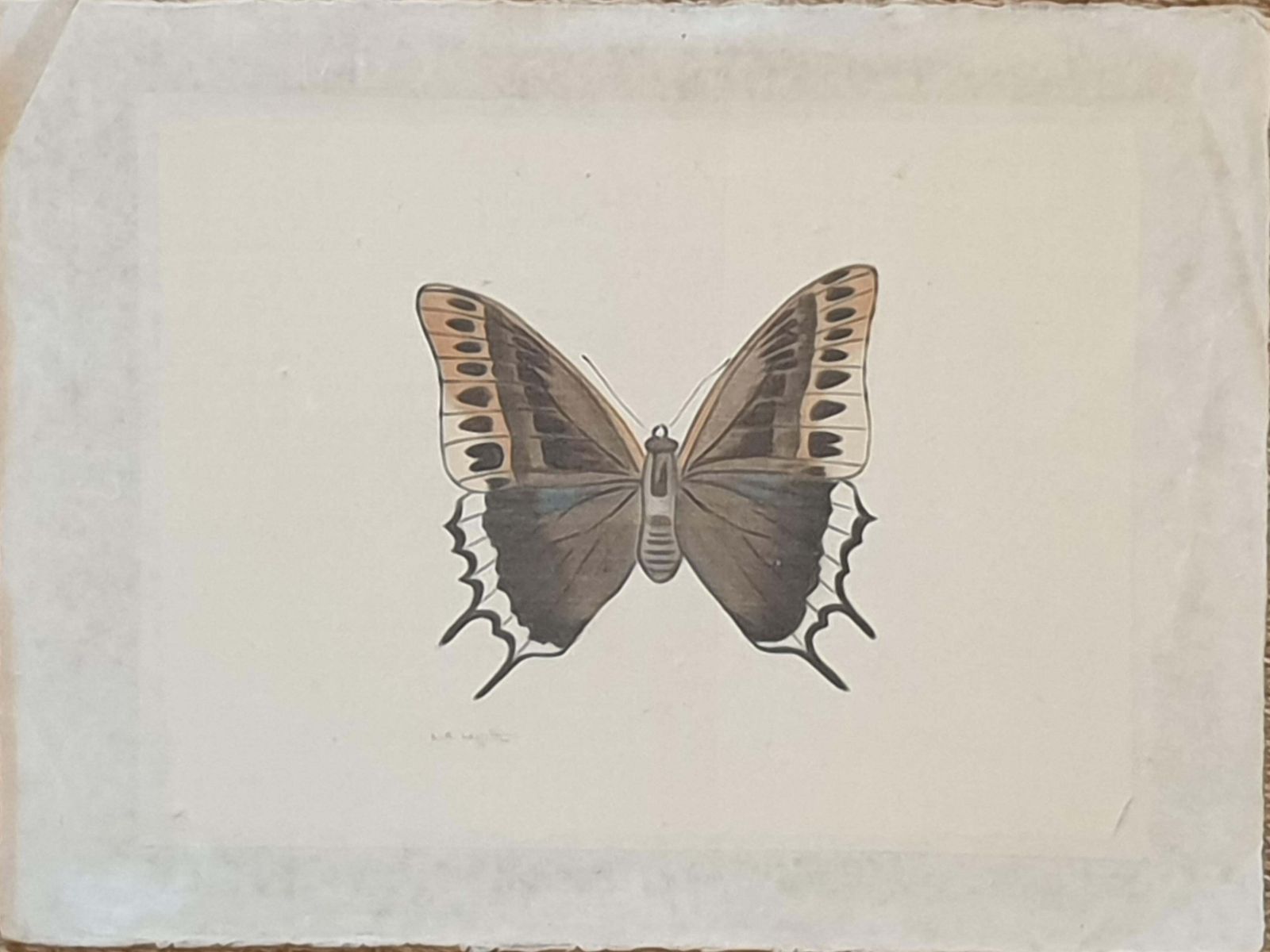 La Roche Laffittestudy Of A Butterfly, Watercolour Silk Applied Handmade Paper. La Roche Laffitte