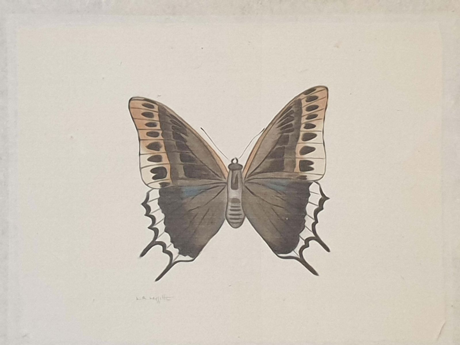 photo for sale La Roche Laffittestudy Of A Butterfly, Watercolour Silk Applied Handmade Paper. La Roche Laffitte
