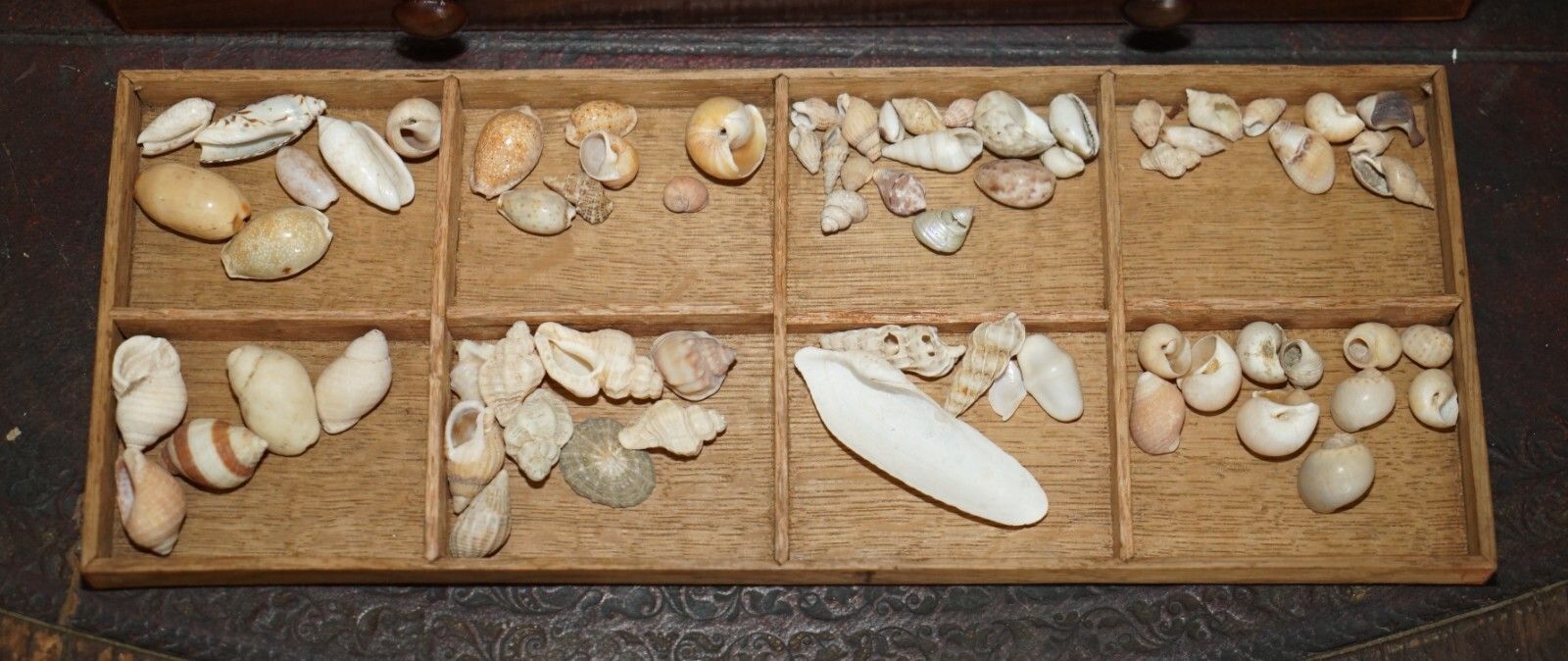 photo vinterior Antique Georgian Circa 1780 1820 Seashell Specimen Collectors Chest Of Drawers