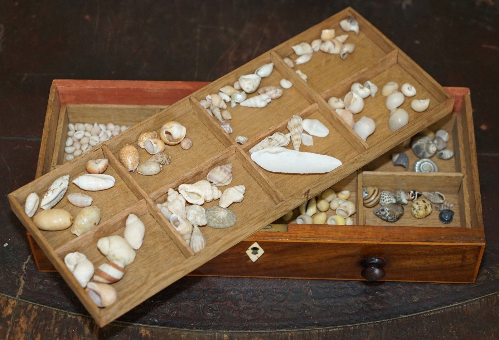 photo vintage Antique Georgian Circa 1780 1820 Seashell Specimen Collectors Chest Of Drawers