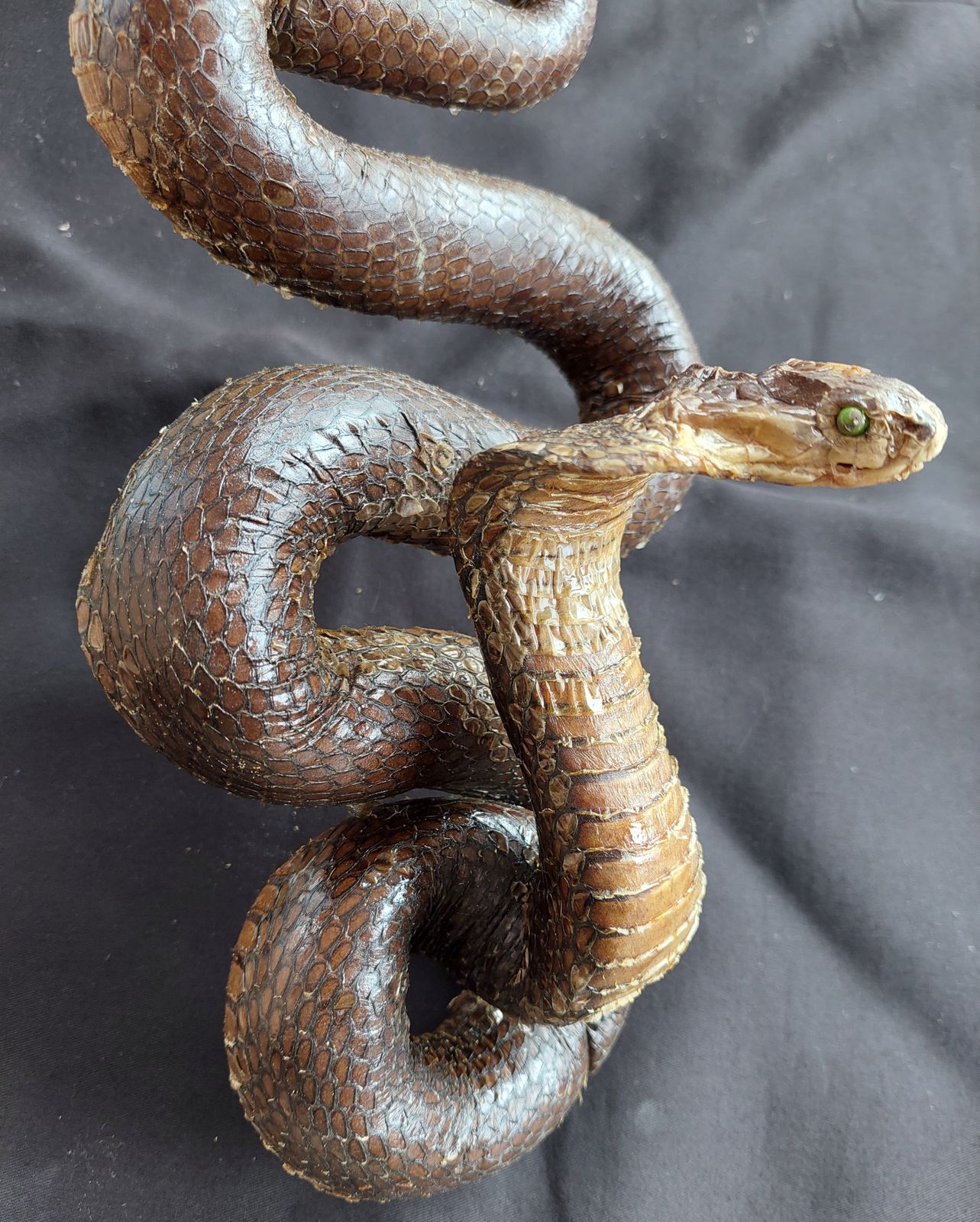 Spitting Cobra Snake Hanging Taxidermy Mounted photo 170.0