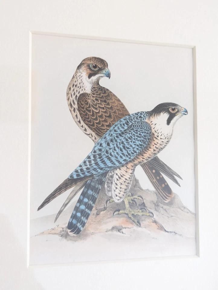 Antique Victorian Lithograph Prints British Birds By Henry Leonard Meyer Framed photo furniture