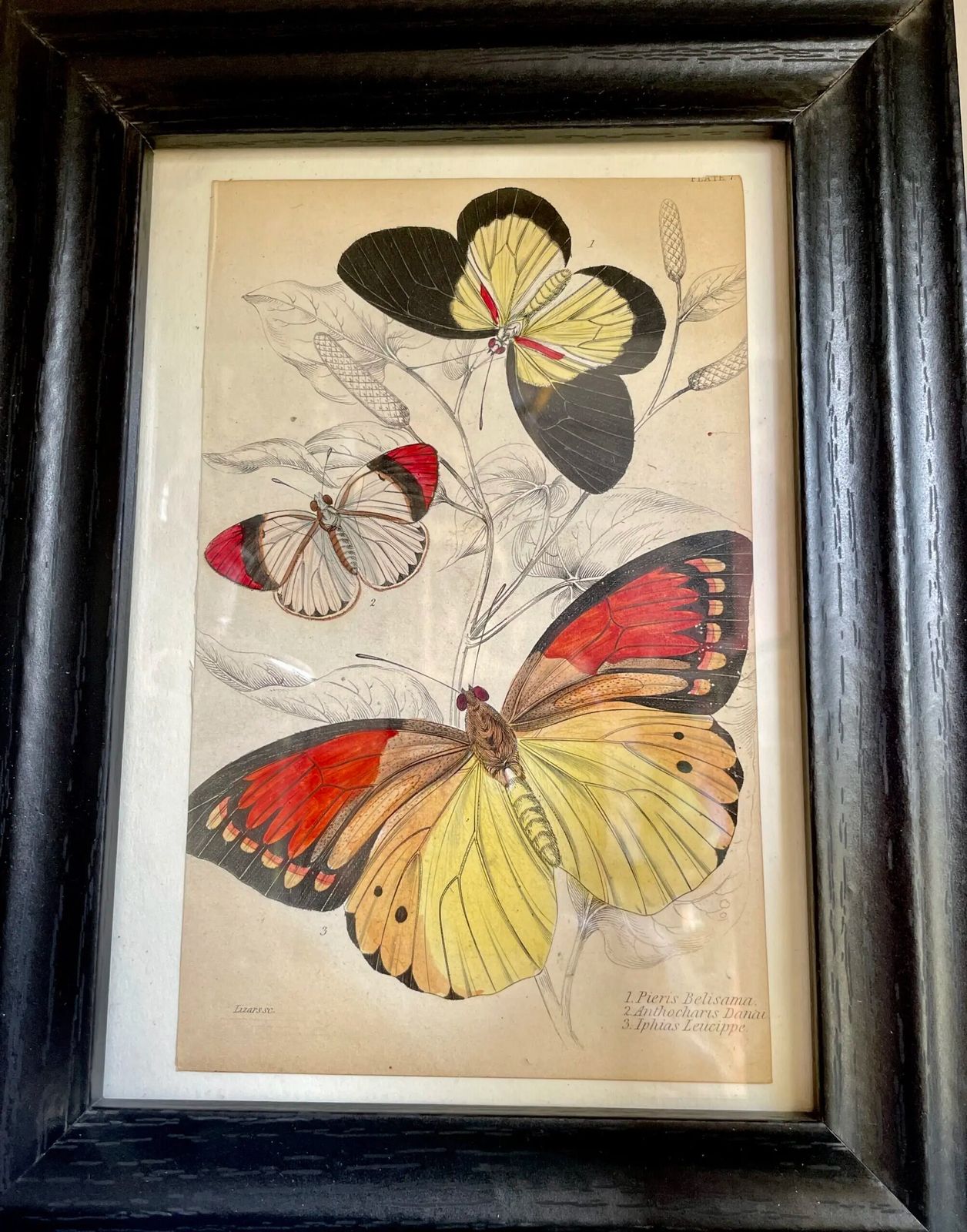 Set Of 8 Etchings, Hand Coloured, Of Foreign Butterflies (Circa 1837)( Priced Individually.) photo for sale