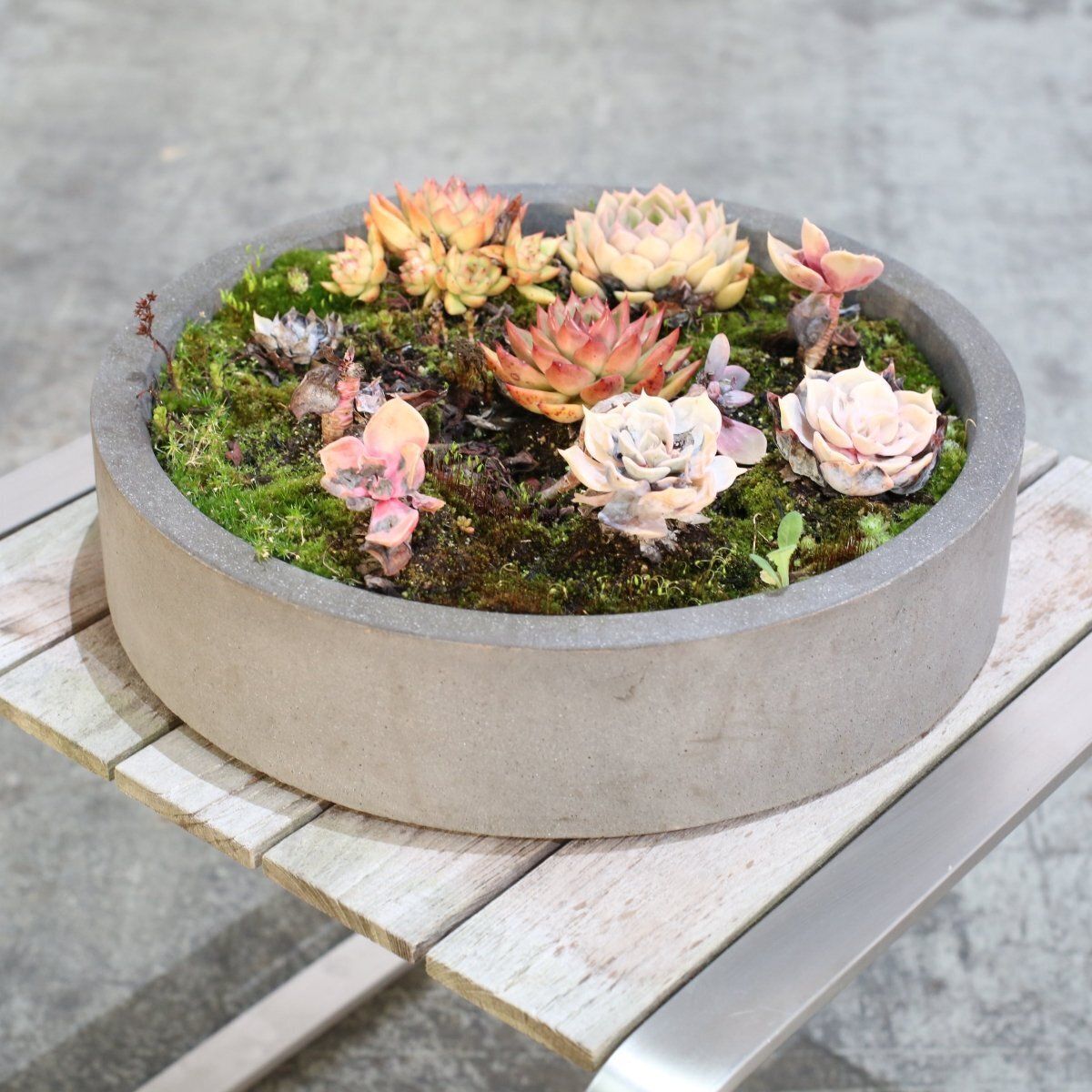 Ceramic Plant Bowls With Succulents, Set Of Two photo for sale