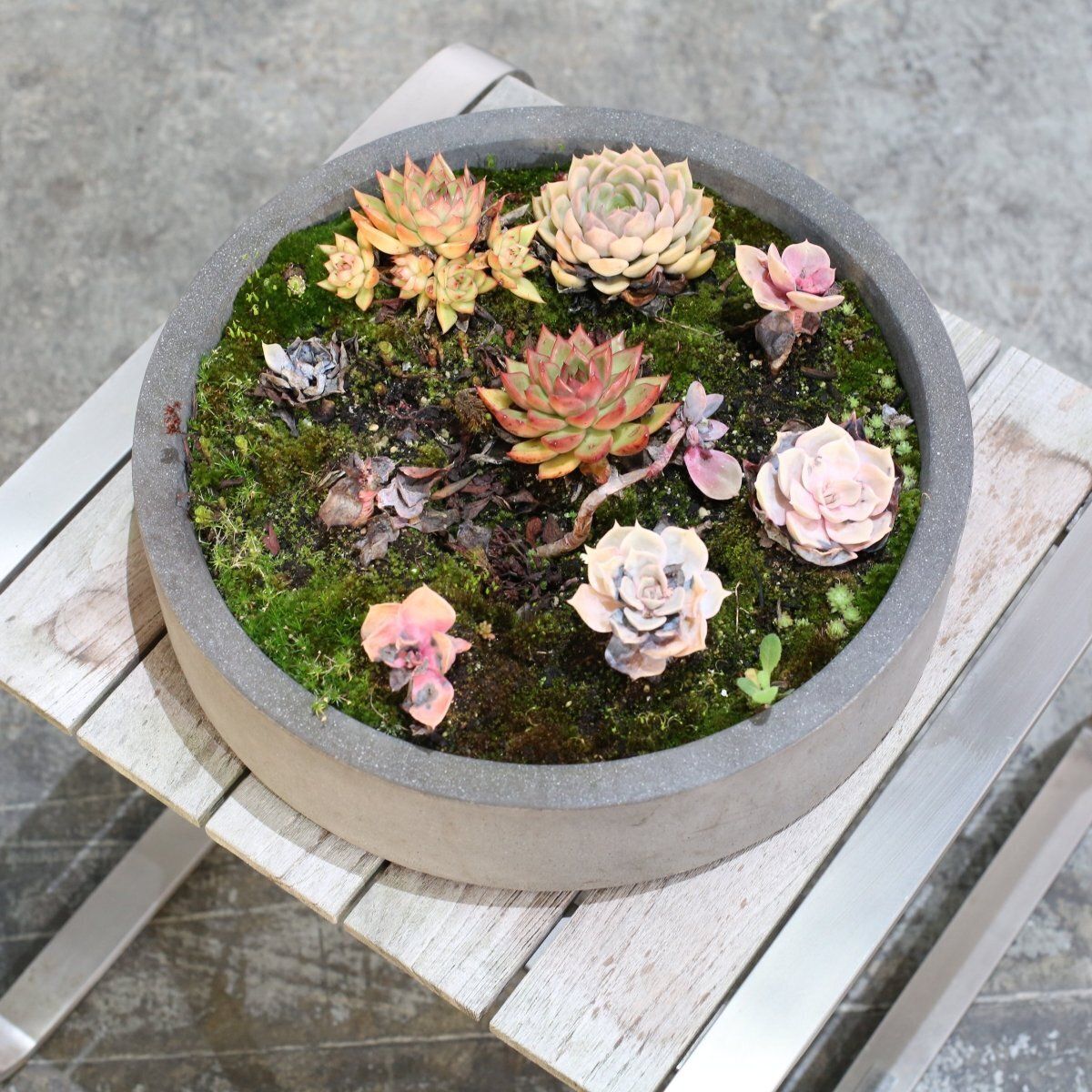 Ceramic Plant Bowls With Succulents, Set Of Two photo vinterior