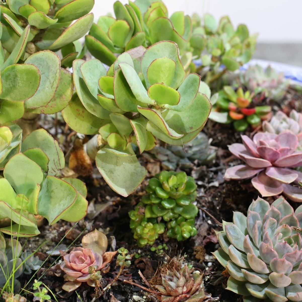 photo for sale Ceramic Plant Bowls With Succulents, Set Of Two