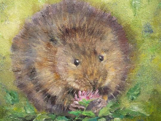 New Original Framed Painting Water Vole  Andi J Lucas  Wildlife Art photo 365.0