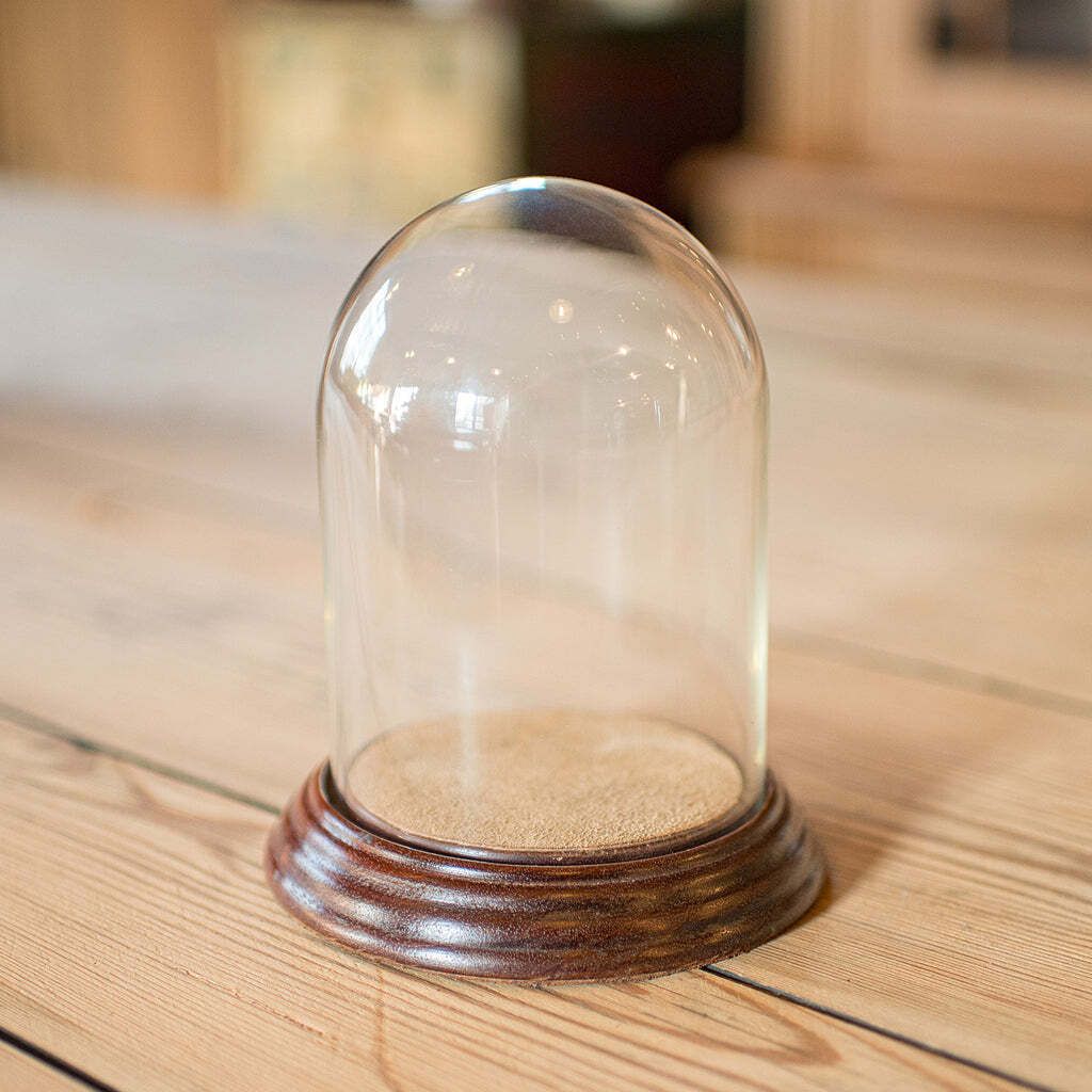 Small Antique Display Dome, English, Glass, Oak, Taxidermy, Showcase, Edwardian photo Home Decor