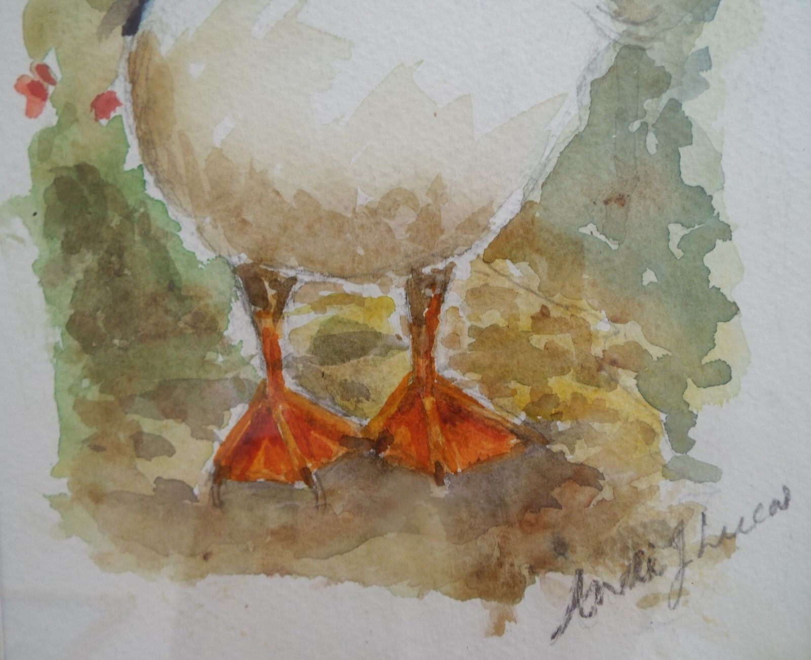 Puffin Watercolour Bird Painting Framed Wildlife Original Andi Lucas photo Art