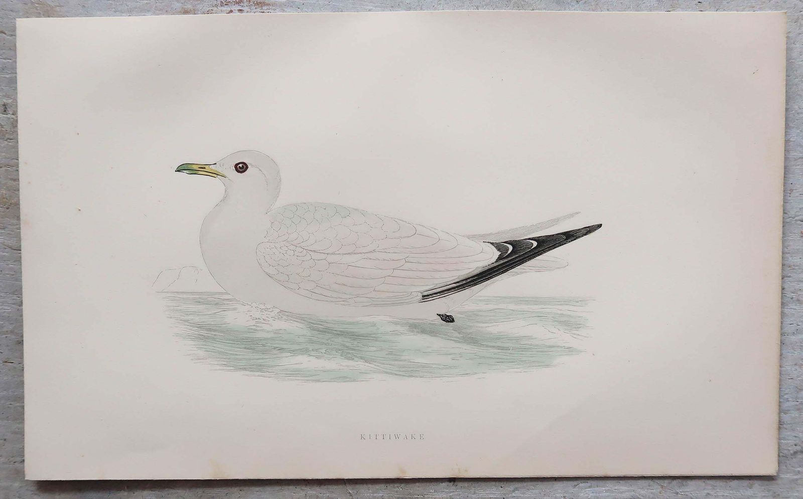 Set Of 8 Original Antique Prints Of Seabirds After Francis Lydon, C.1880 photo for sale