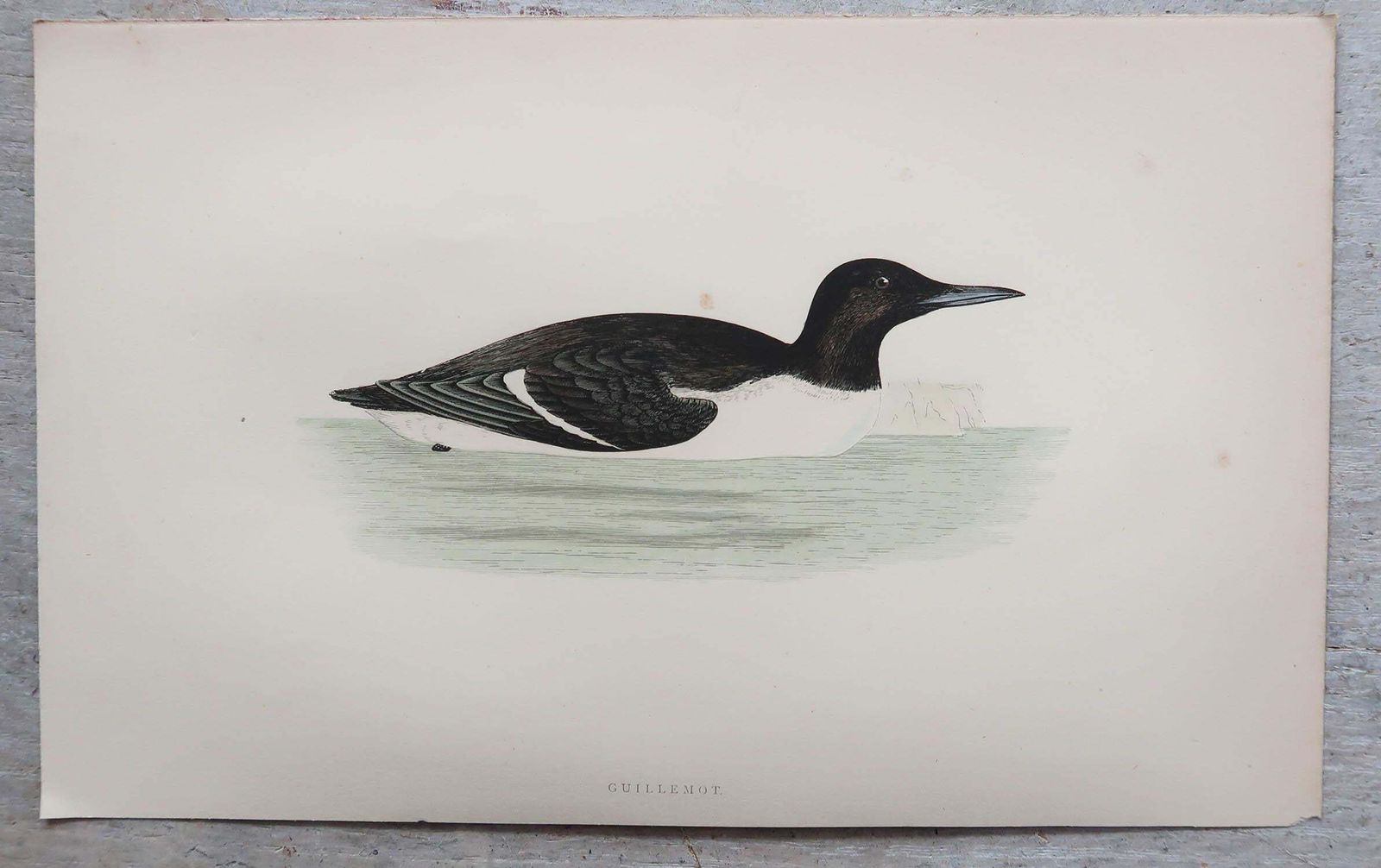 Set Of 8 Original Antique Prints Of Seabirds After Francis Lydon, C.1880 photo Art