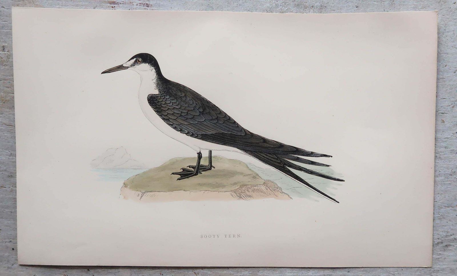Set Of 8 Original Antique Prints Of Seabirds After Francis Lydon, C.1880 photo 160.0