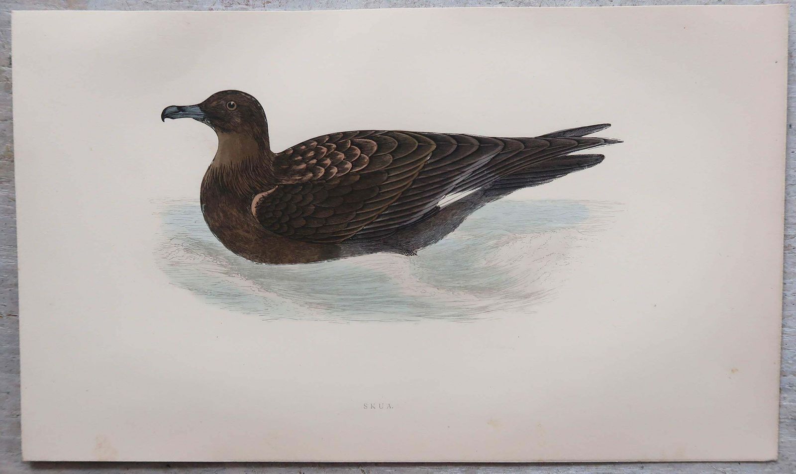 Set Of 8 Original Antique Prints Of Seabirds After Francis Lydon, C.1880 photo vintage