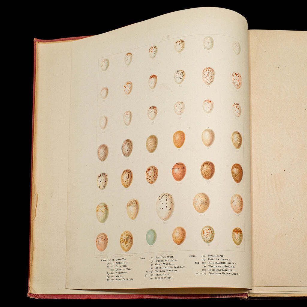 6 Vols British Birds And Their Nests, Butler, Avian Reference Book, Victorian photo furniture