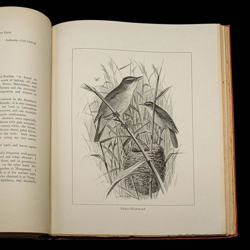 6 Vols British Birds And Their Nests, Butler, Avian Reference Book, Victorian photo 455.0