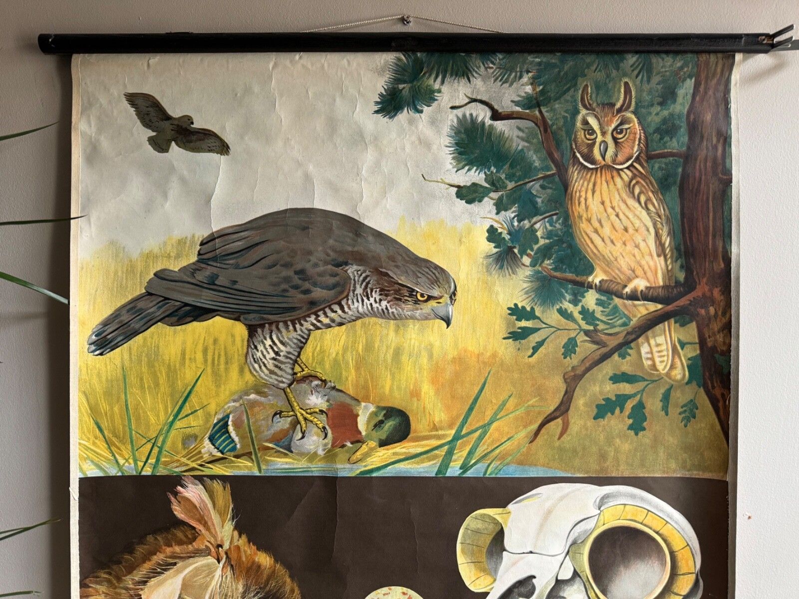 Vintage Birds Of Prey School Chart By Jung Koch Quentell. Raptors Linen Poster photo vinterior