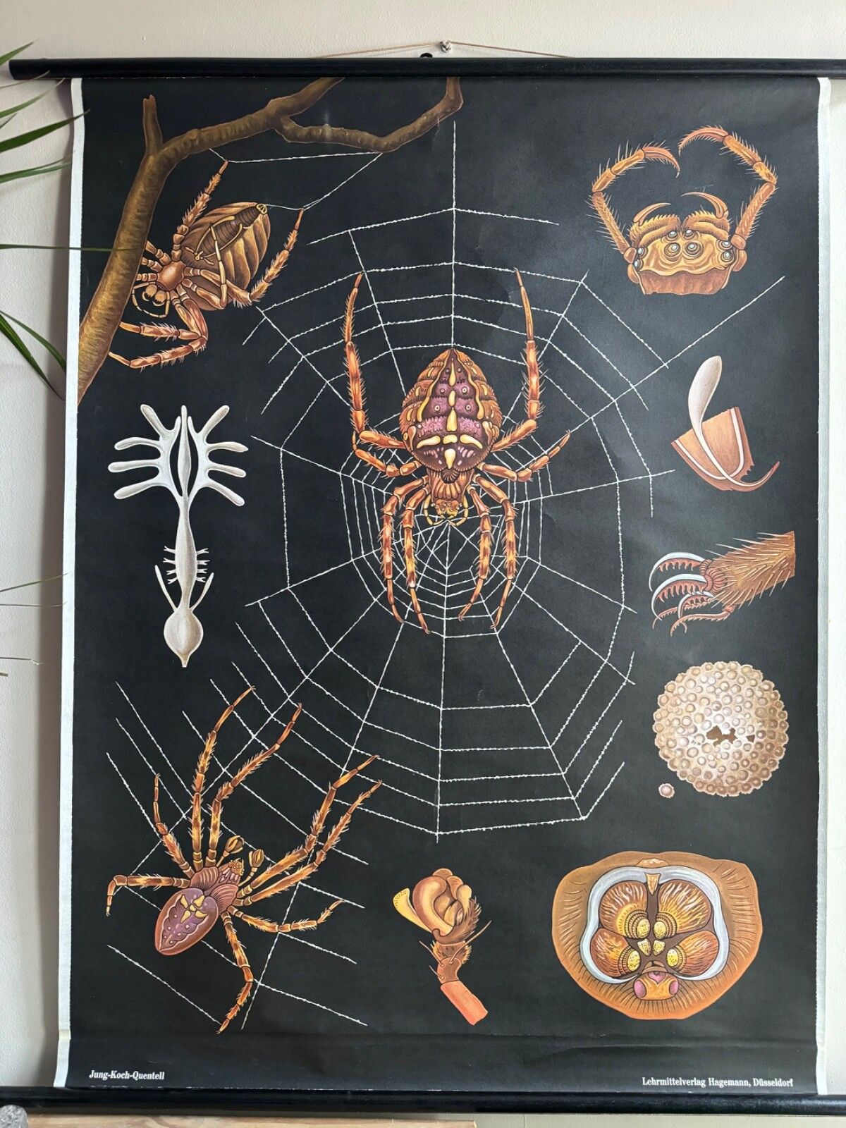 Vintage European Garden Spider School Chart By Jung Koch Quentell Arachnid photo for sale