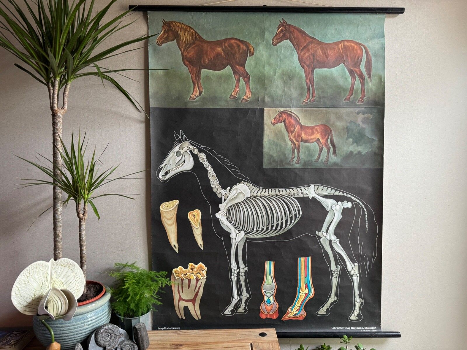 Vintage Horses School Chart By Jung Koch Quentell Poster Equine Anatomy.