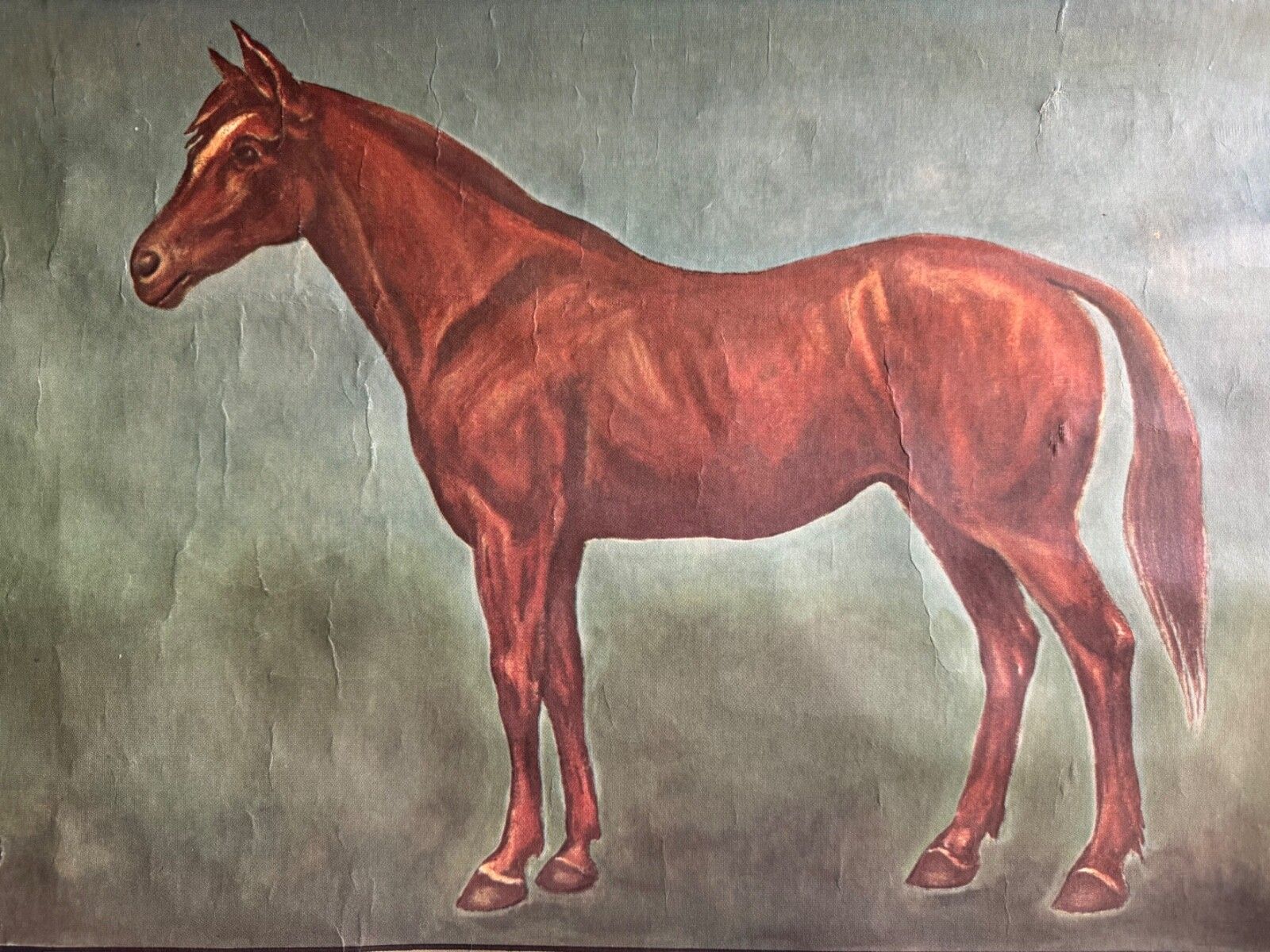 photo furniture Vintage Horses School Chart By Jung Koch Quentell Poster Equine Anatomy.