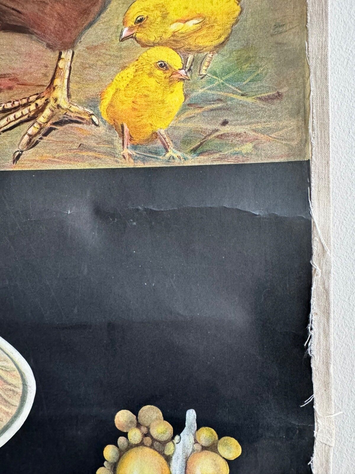 photo for sale Rare Vintage  School Chart Of Domestic Fowl By Jung Koch Quentell  Chickens Hens