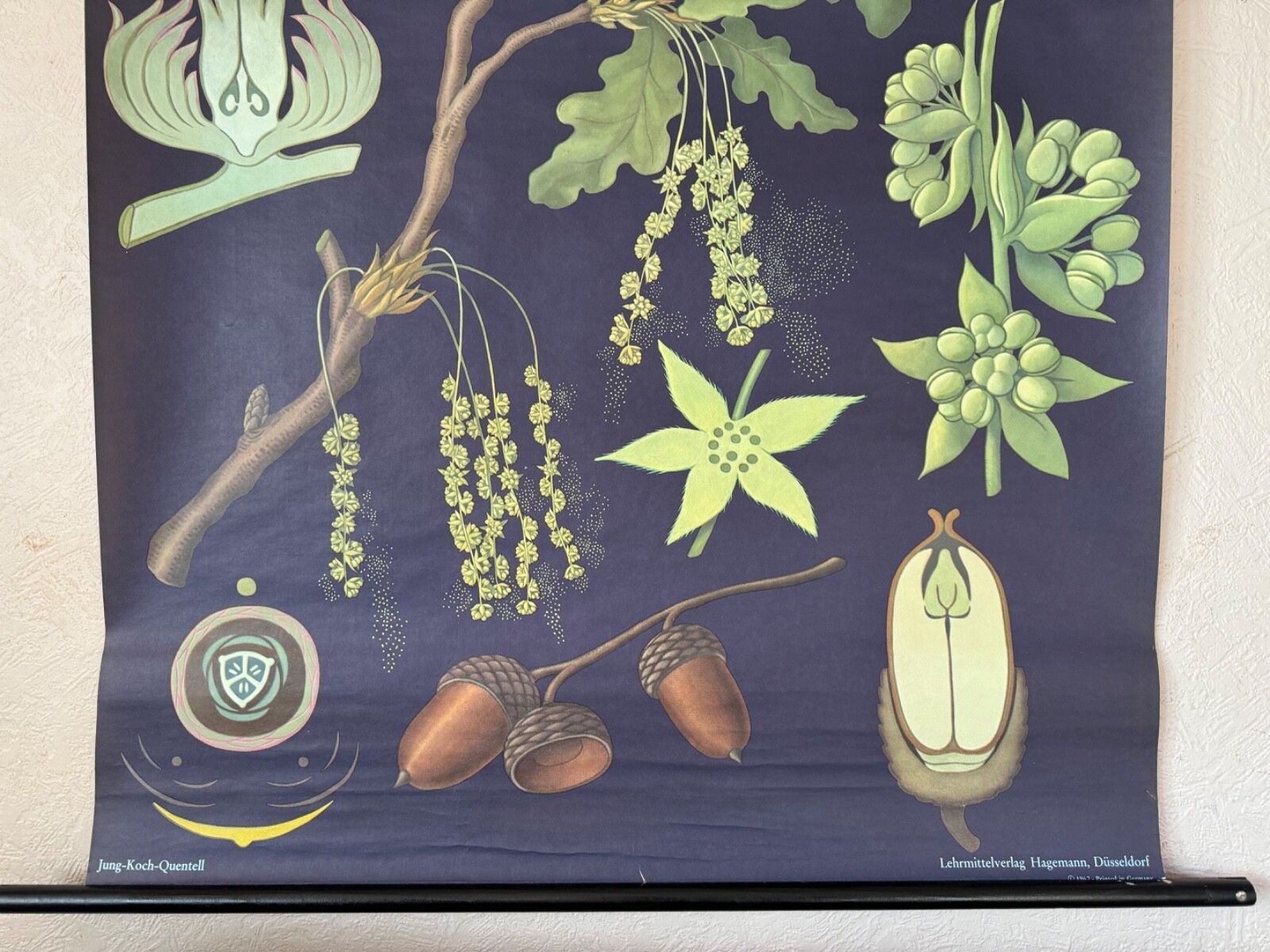Vintage Oak  School Chart Jung Koch Quentell  Hagemann Botanical Chart photo 230.0