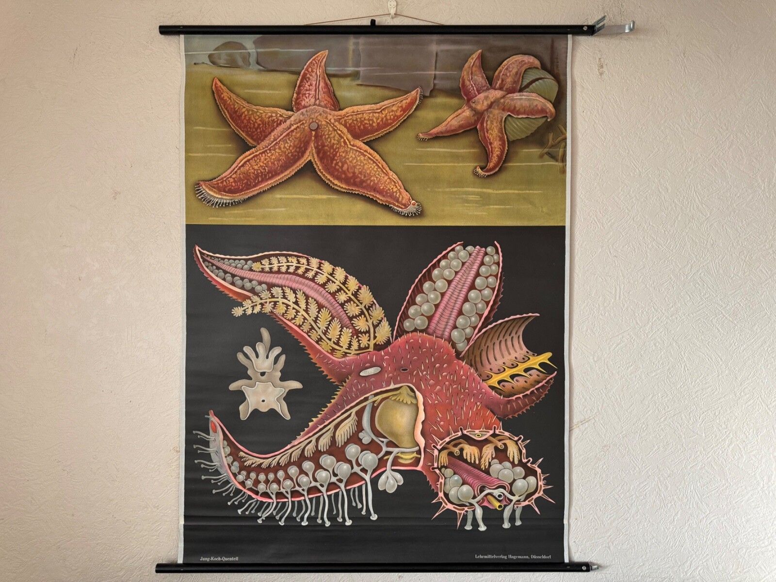 Vintage Red Starfish School Chart Jung Koch Quentell  Anatomy Educational Chart
