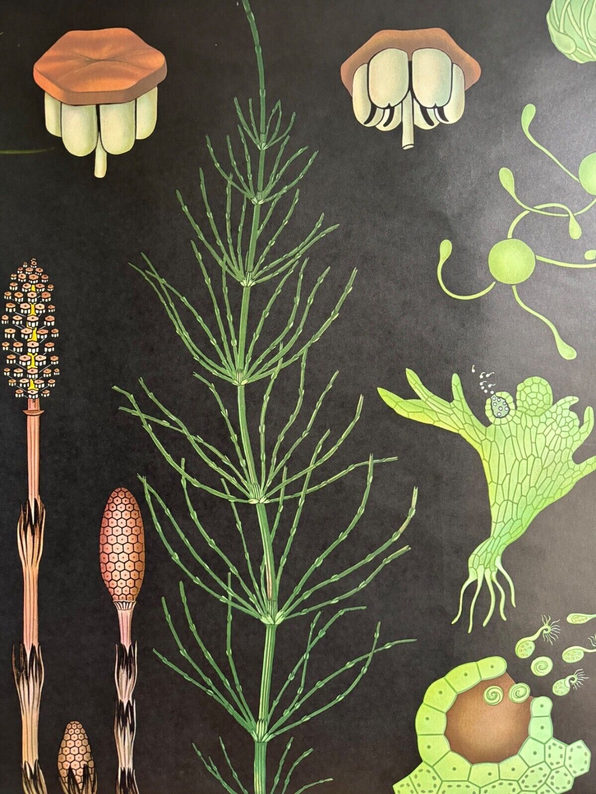 Art Vintage Equisetum School Chart Jung Koch Quentell Botanical Horsetail Snakegrass photo