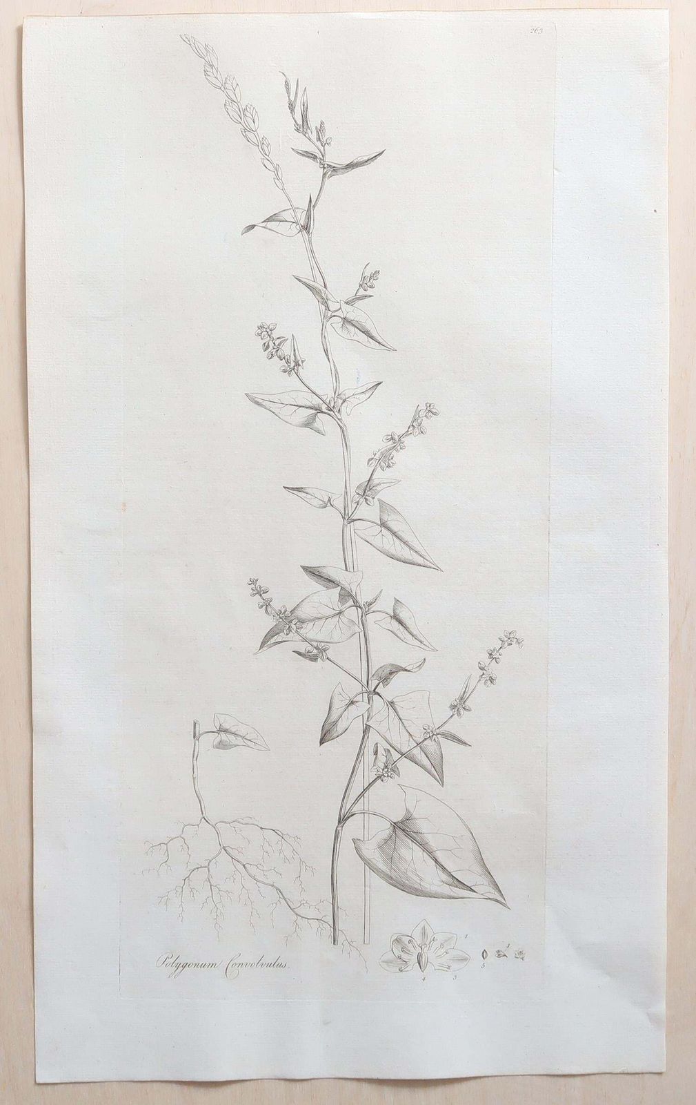 Set Of 12 Original Antique Large Scale Botanical Prints. Dated 1791 photo for sale