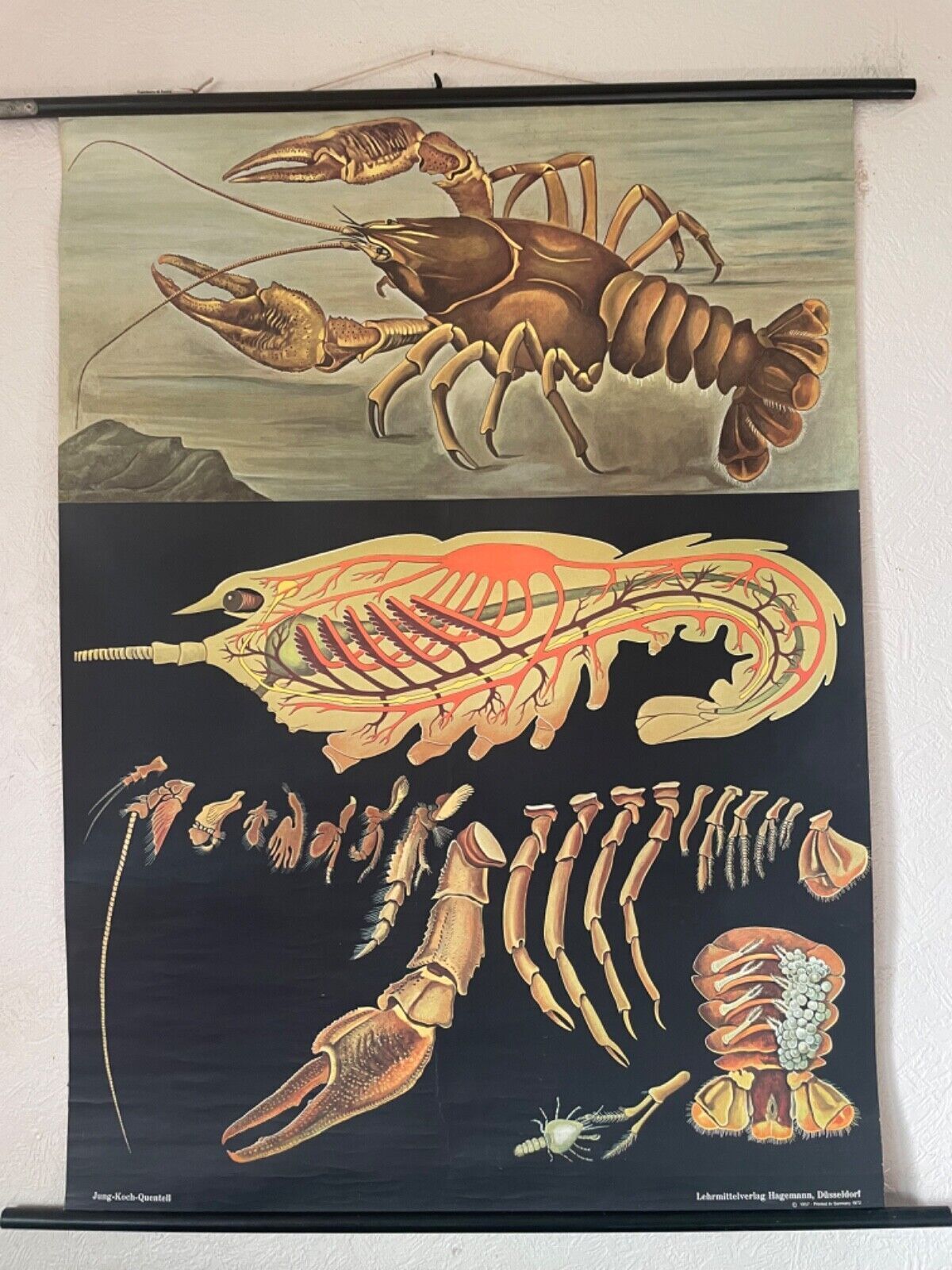 Vintage Crayfish Crawfish Yabbie School Chart Jung Koch Quentell Hagemann. photo furniture