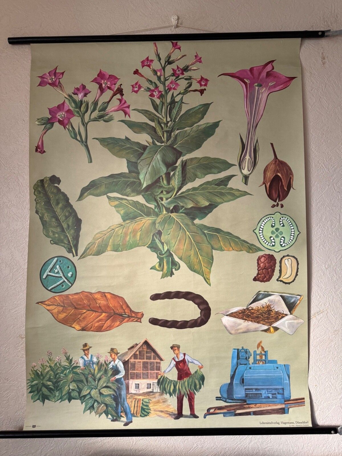 Vintage Tobacco Plant School Chart Jung Koch Quentell Botanical Poster photo for sale