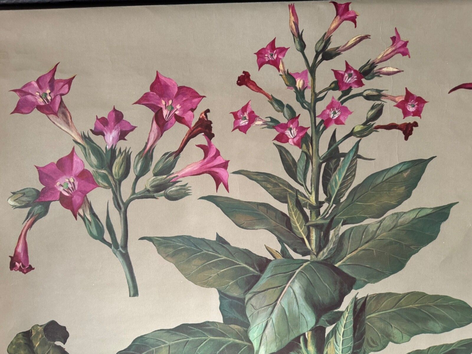 147.0 Vintage Tobacco Plant School Chart Jung Koch Quentell Botanical Poster photo