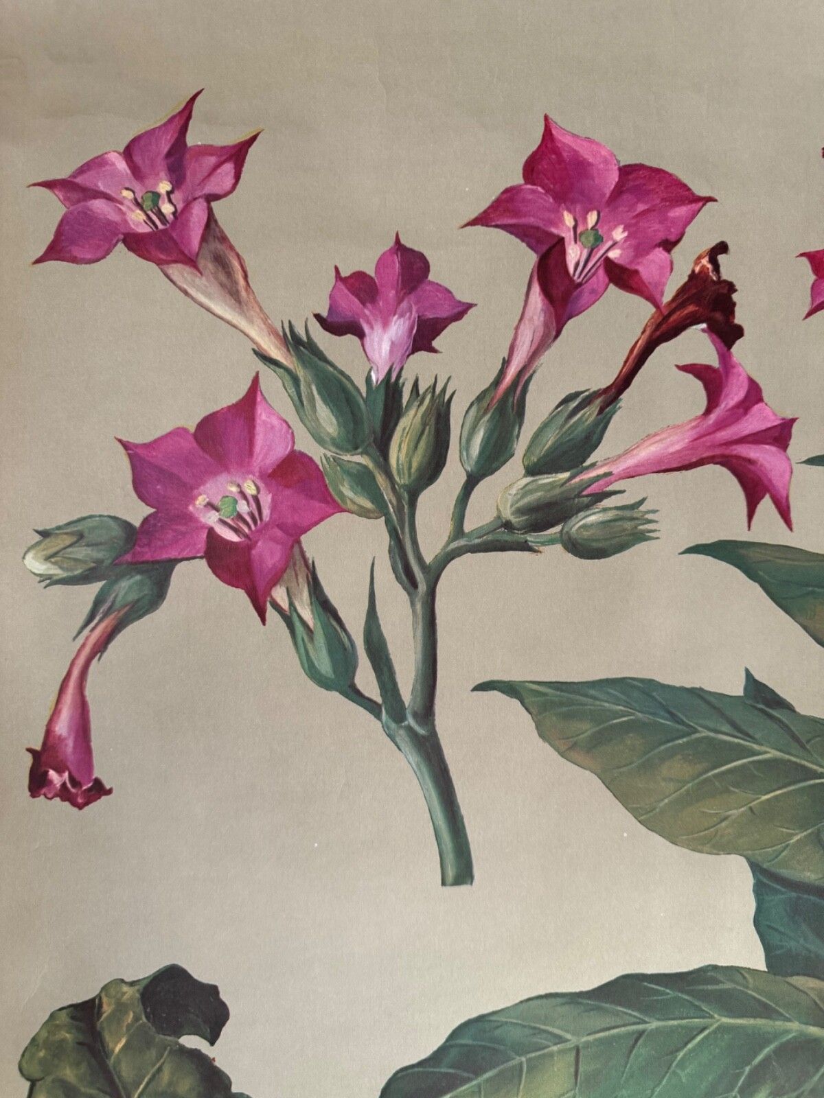photo vinterior Vintage Tobacco Plant School Chart Jung Koch Quentell Botanical Poster