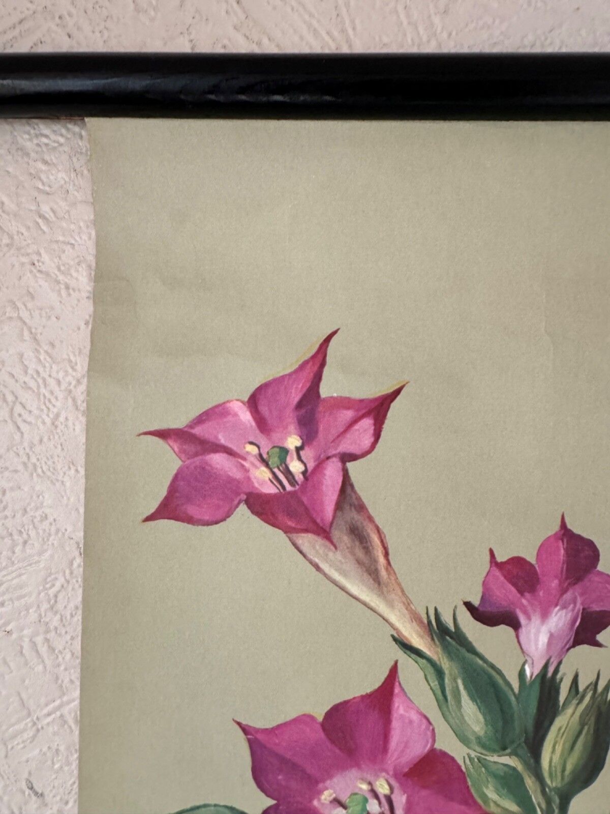 photo buy Vintage Tobacco Plant School Chart Jung Koch Quentell Botanical Poster