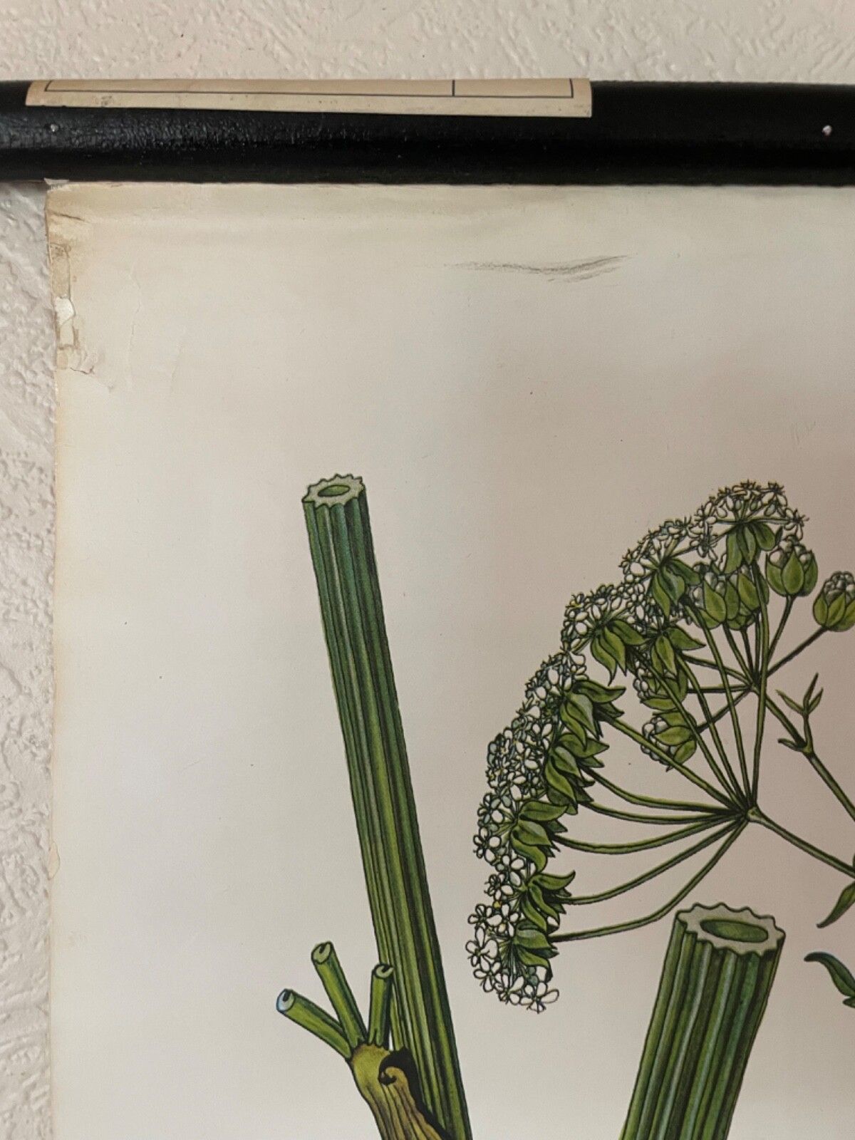photo furniture Vintage Cow Parsley  School Chart  Botanical Poster Botanical Flowers