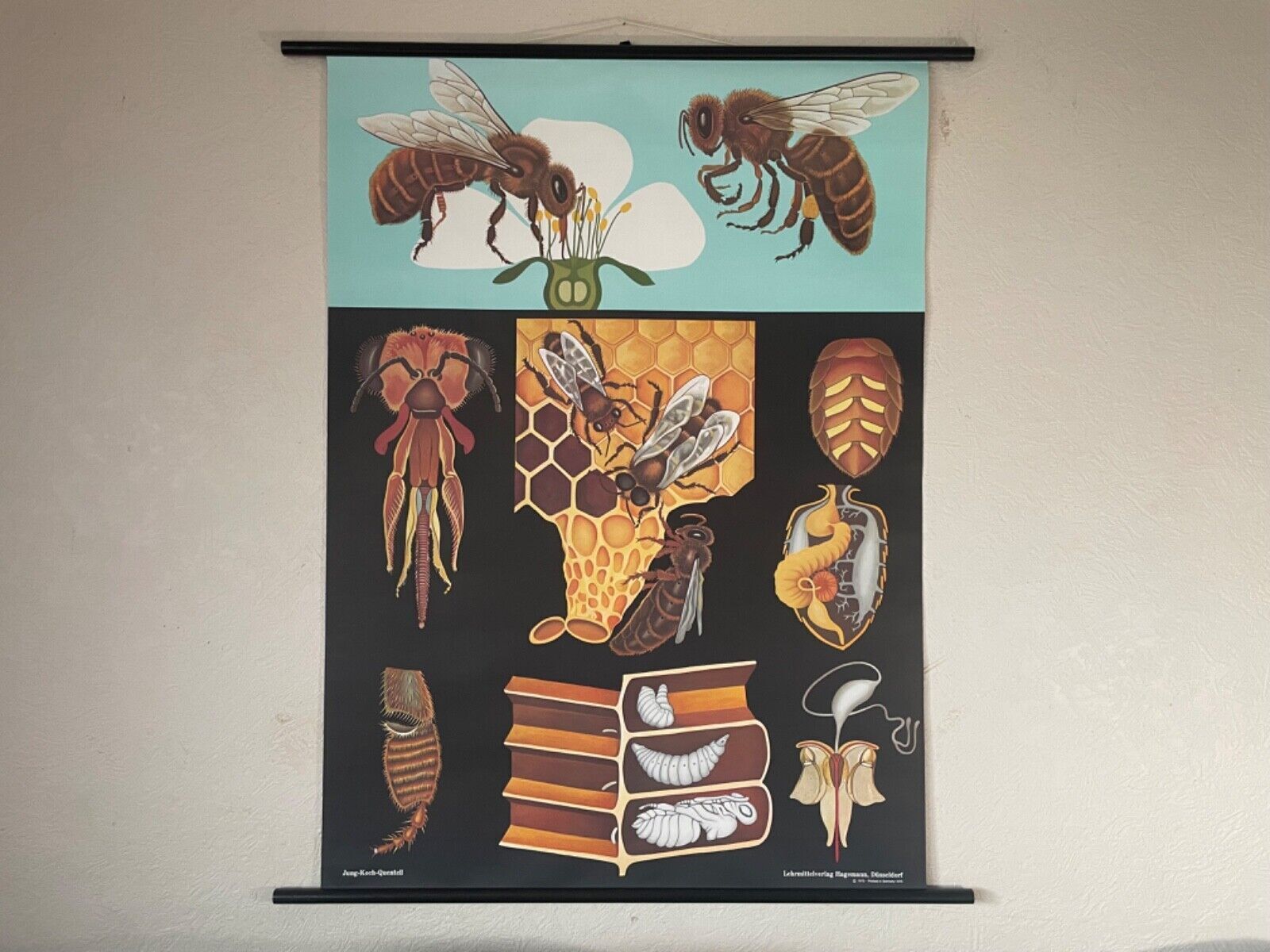 Vintage Honey Bee School Chart Jung Koch Quentell Educational. Anatomy Zoology