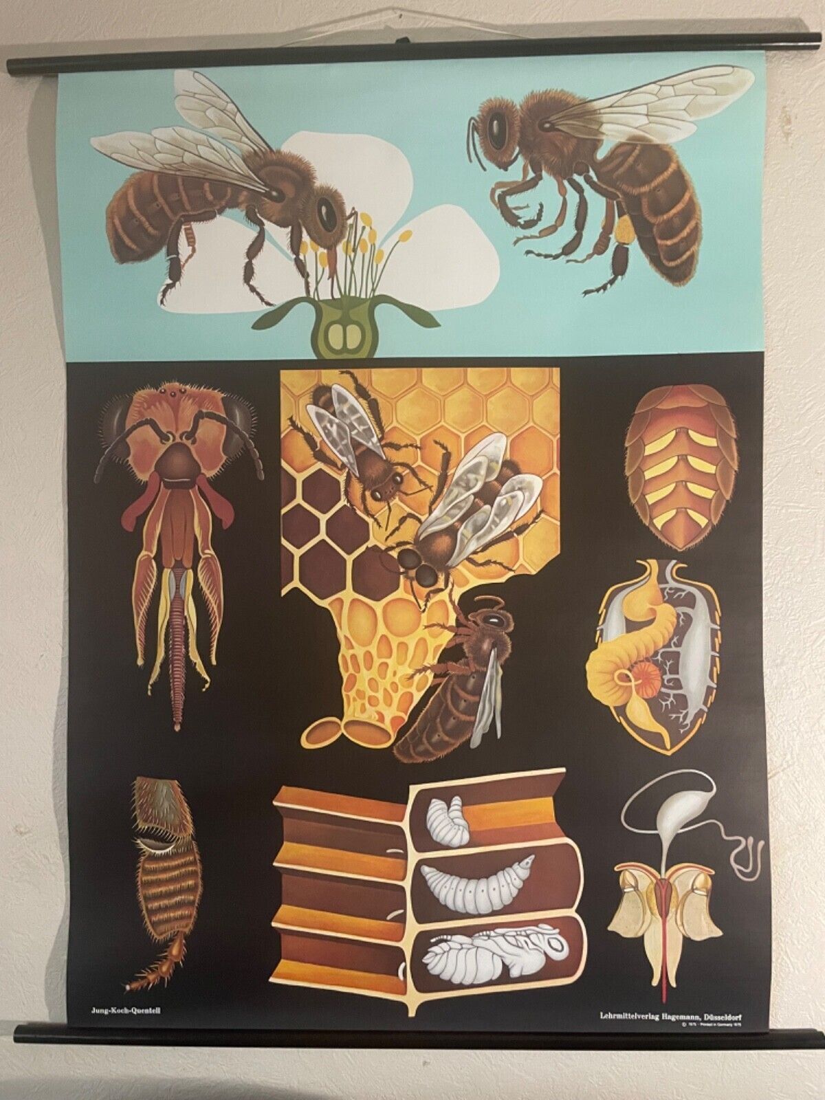 Vintage Honey Bee School Chart Jung Koch Quentell Educational. Anatomy Zoology photo furniture