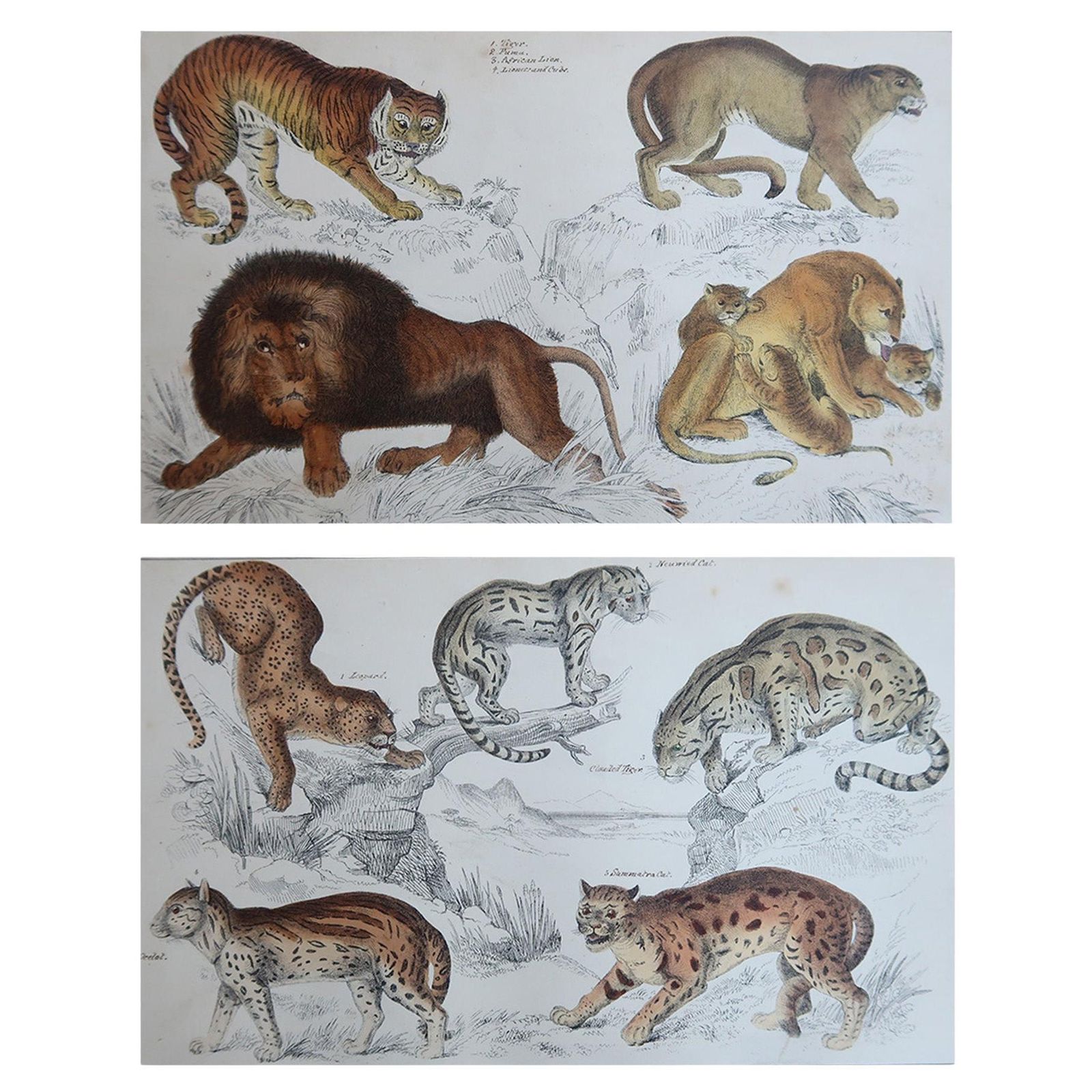 Original Antique Animal Prints, Lions And Tigers, 1847