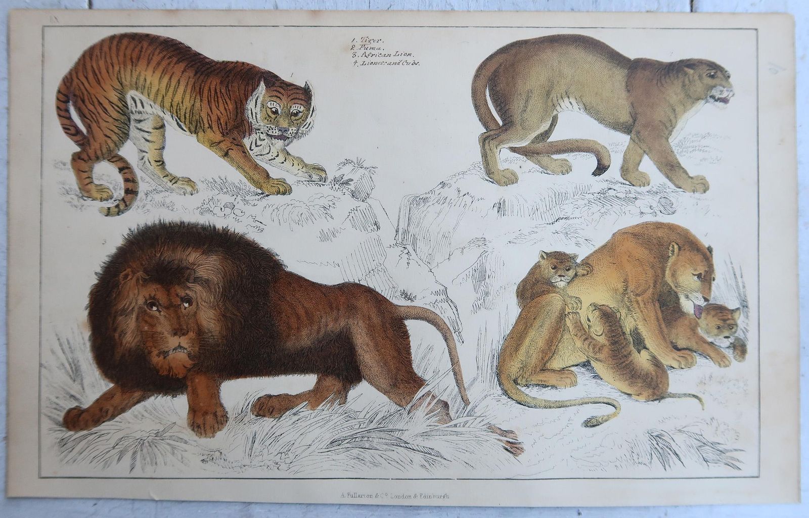 Original Antique Animal Prints, Lions And Tigers, 1847 photo furniture