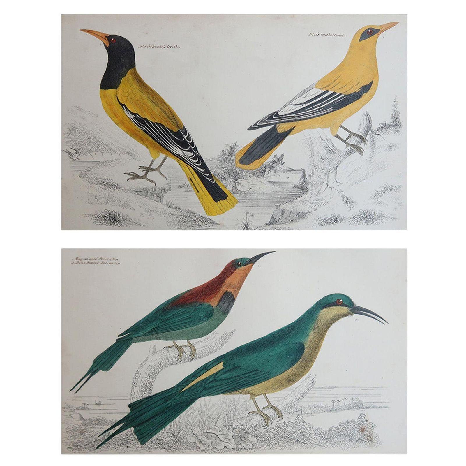 Original Antique Bird Prints, Oriole And Bee Eaters. 1847