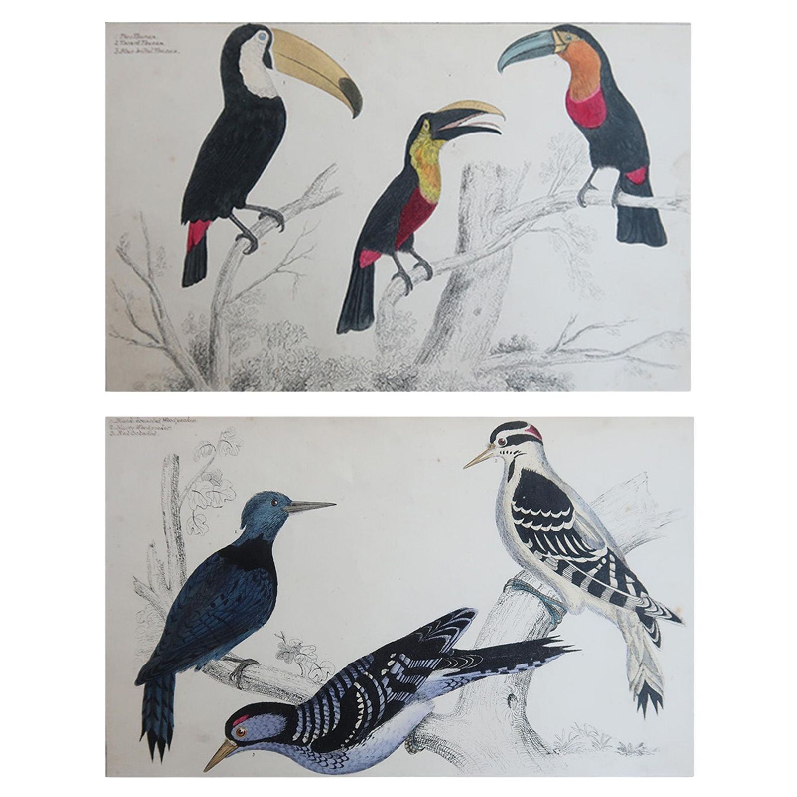 Original Antique Bird Prints, Toucans And Woodpeckers. 1847