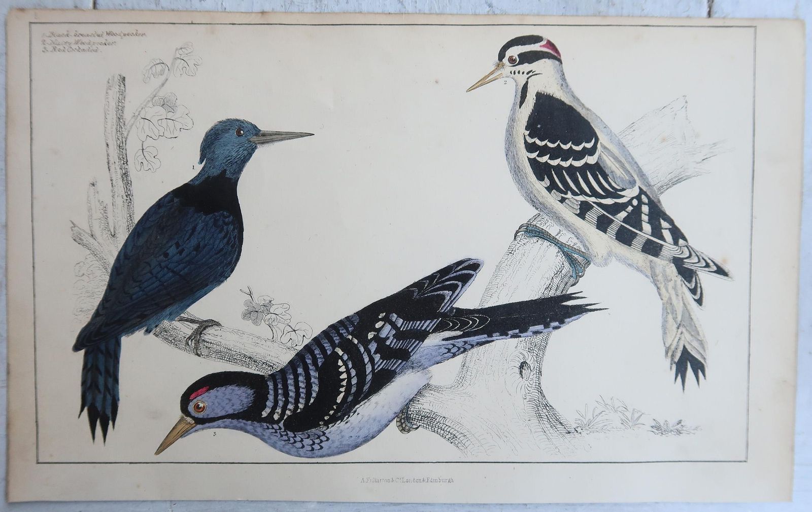 Original Antique Bird Prints, Toucans And Woodpeckers. 1847 photo for sale