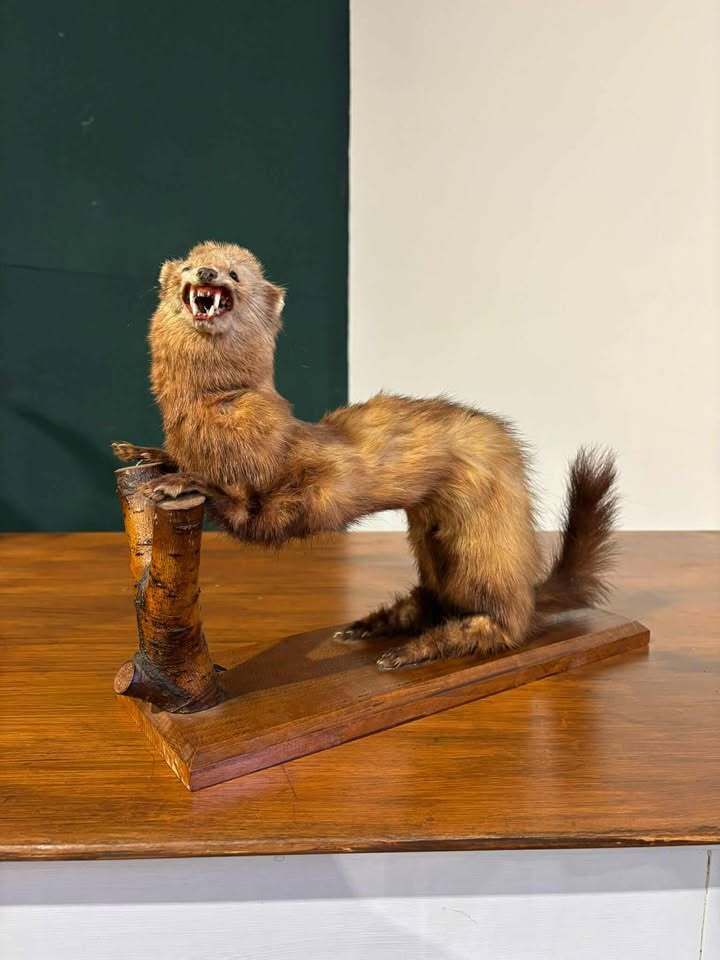 Taxidermy Of A Pole Cat photo for sale