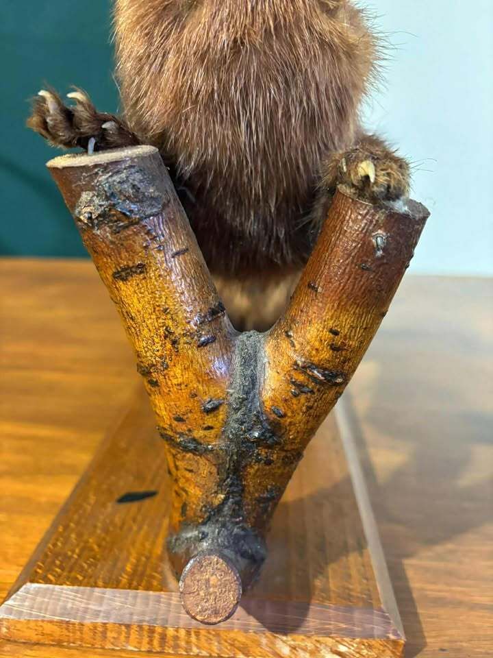photo furniture Taxidermy Of A Pole Cat