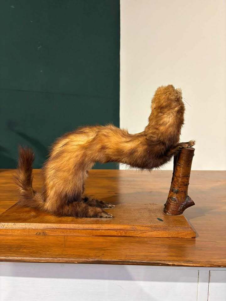 photo vinterior Taxidermy Of A Pole Cat