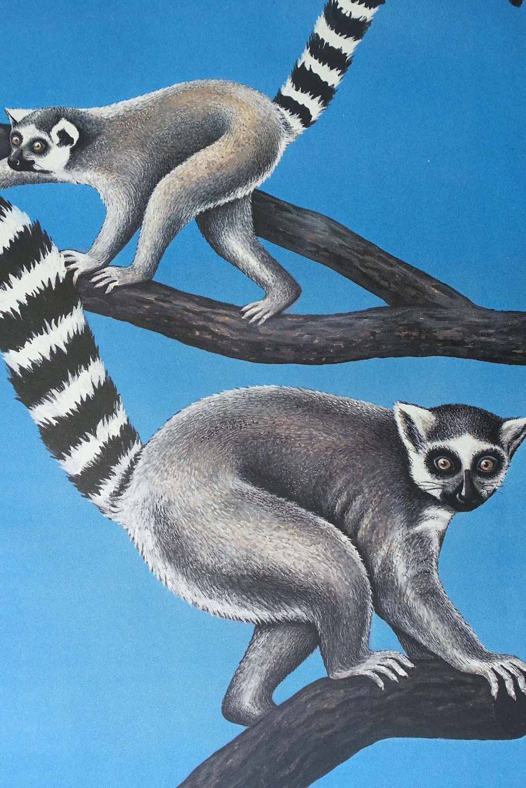 1986 Tierpark Berlin (Lemurs)   Original Vintage Poster photo Art