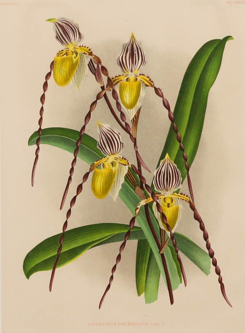 P. De Pannemaeker Framed Lithograph, Cypripedium Philippinense photo furniture