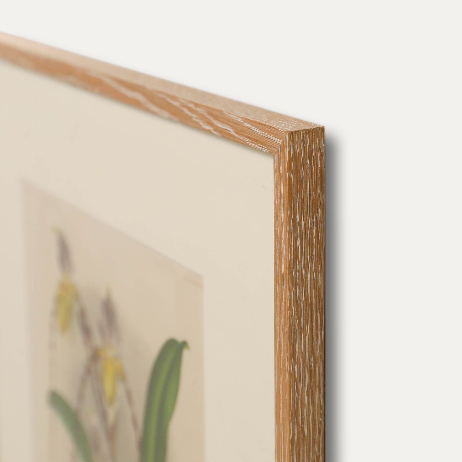 P. De Pannemaeker Framed Lithograph, Cypripedium Philippinense photo 178.0