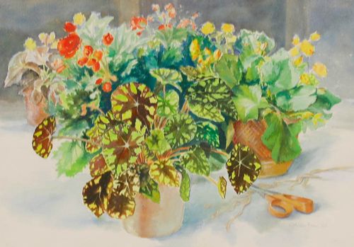 Catherine Dean (1905 1983) Framed 20th Century Watercolour, Potted Begonia photo furniture