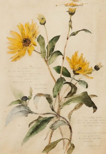 English School Late 19th Century Watercolour Helianthus photo furniture